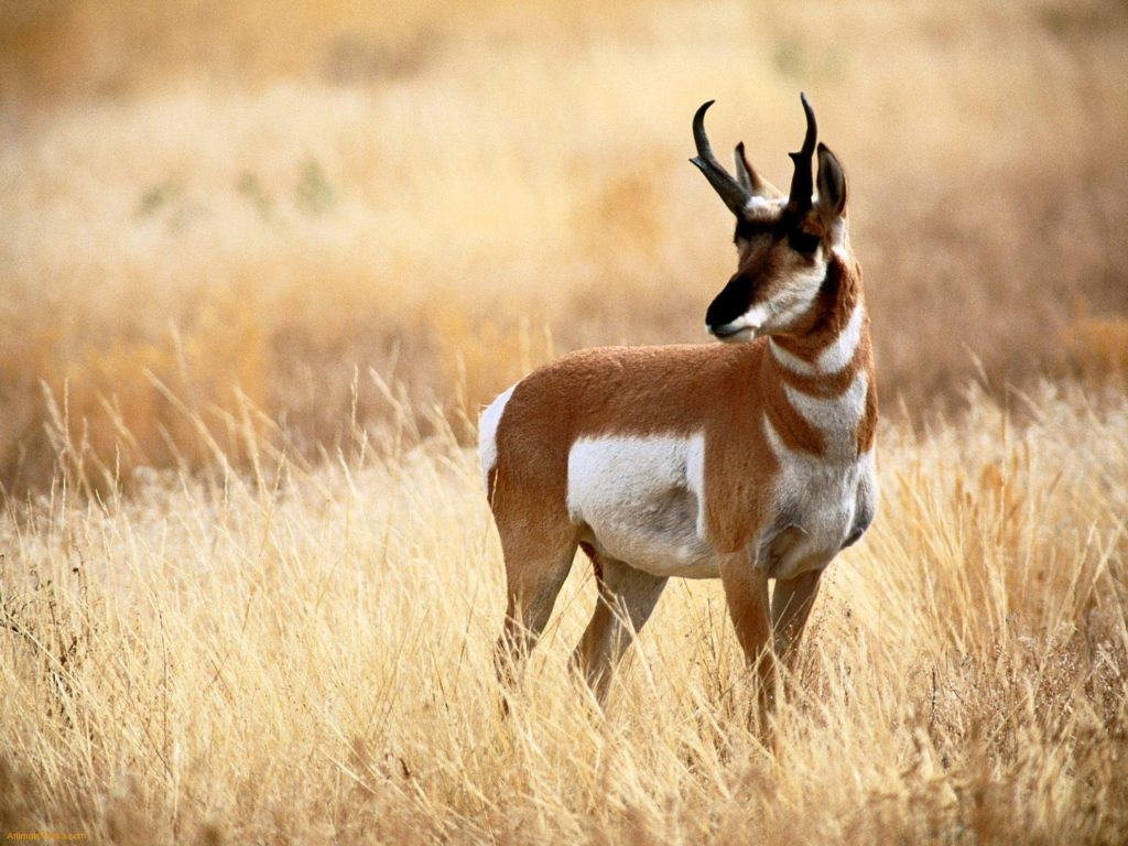 Antelope hunting montana Musselshell County